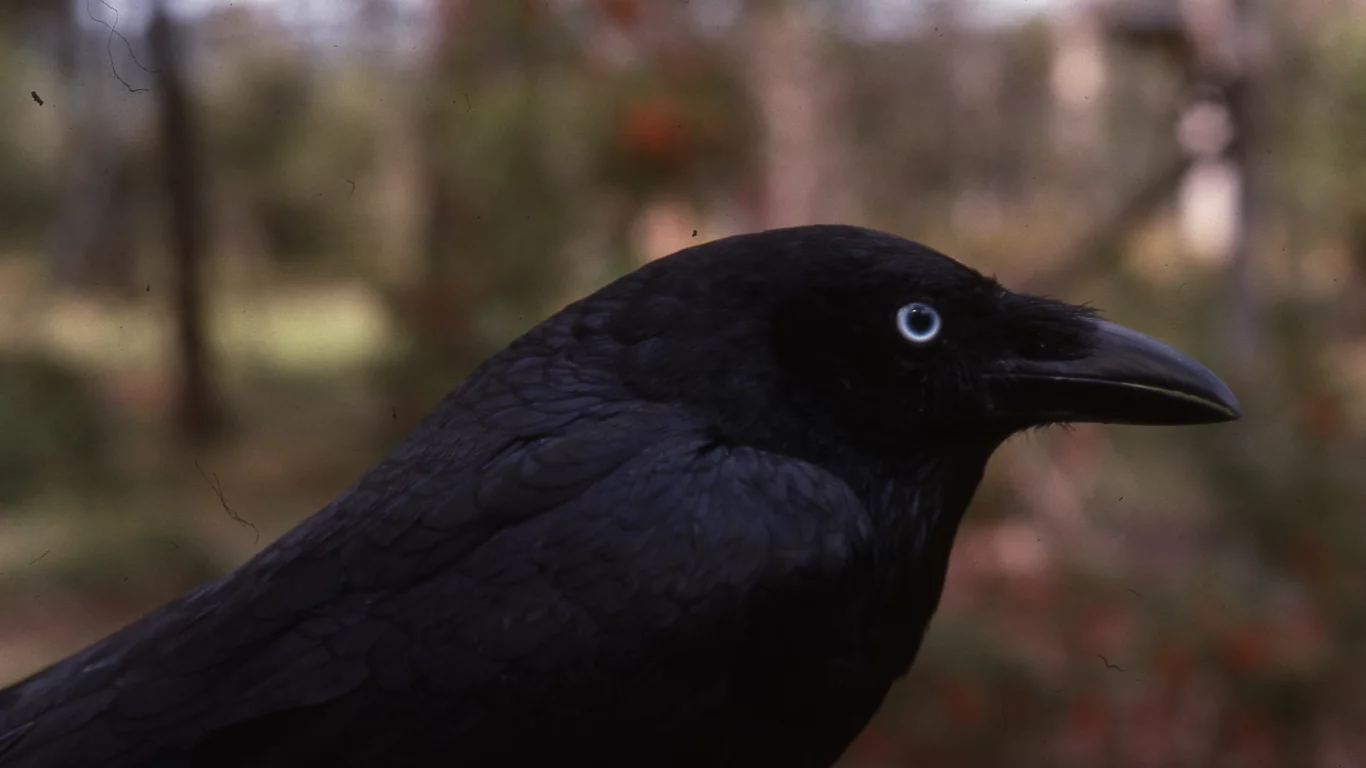 torresian crow, птицы, ворон, животные