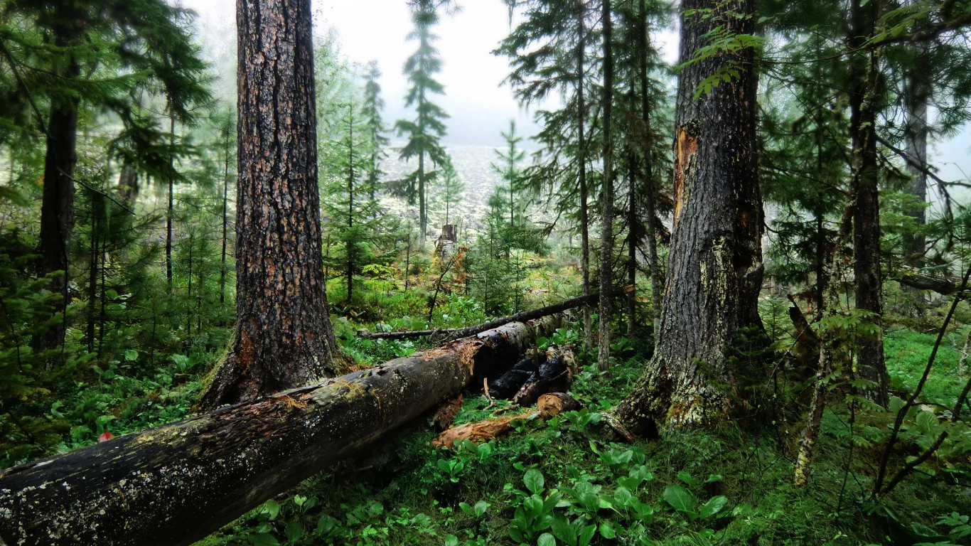 зелень, картинка, лес, природа, обои, фон, деревья, изображение, трава