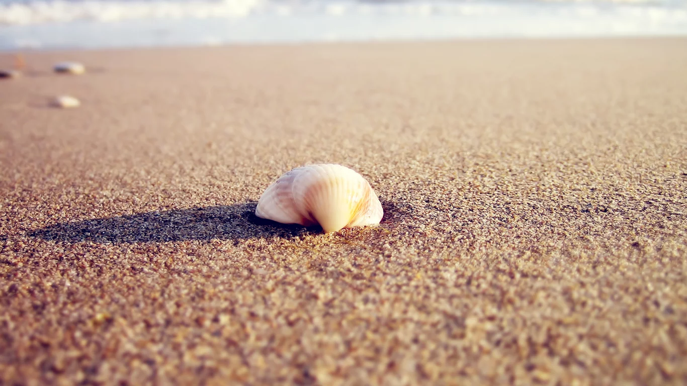 beach, тень, shell, macro, природа, 2560x1600, вода, ракушка, sea, солнце, sunlight, макро, море, sand, пляж, песок, water, nature, shadow, свет