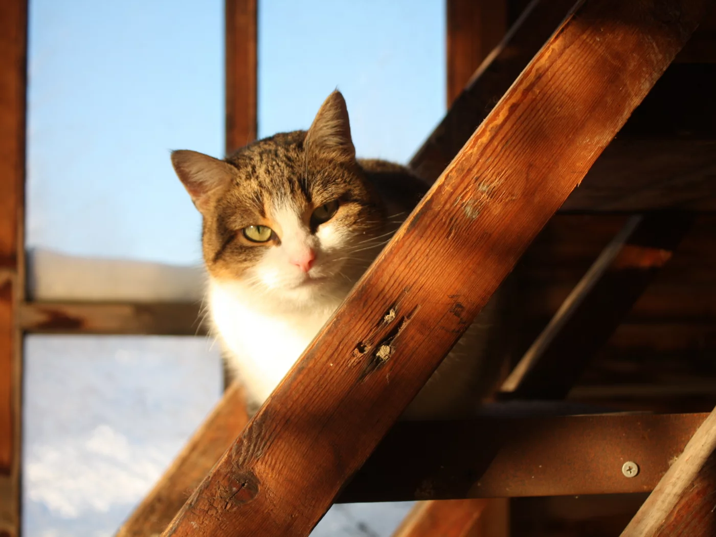 дом, деревня, кошка