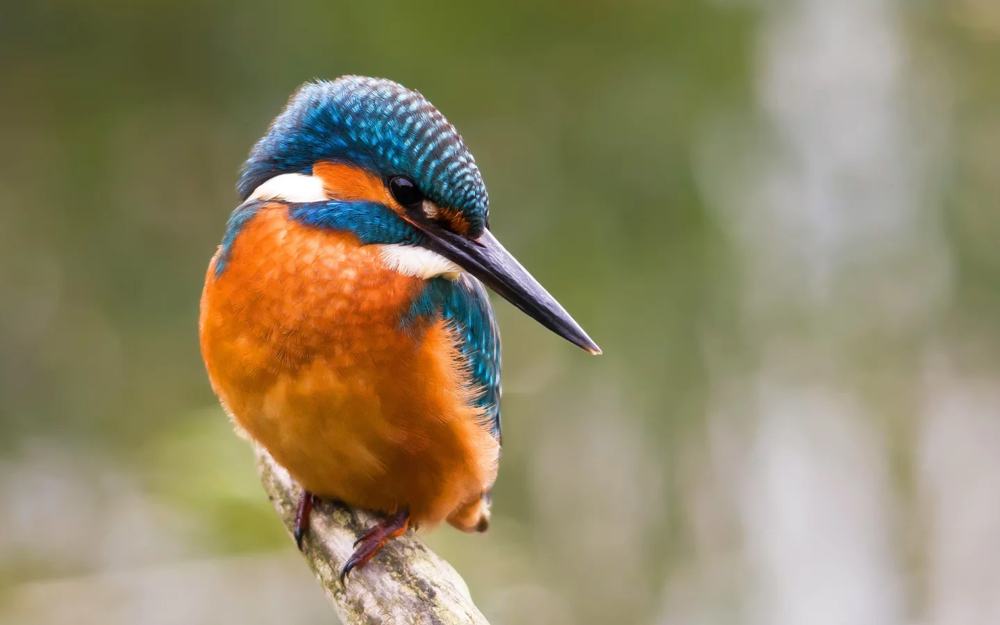 обыкновенный зимородок, alcedo atthis, птица, ветка, kingfisher