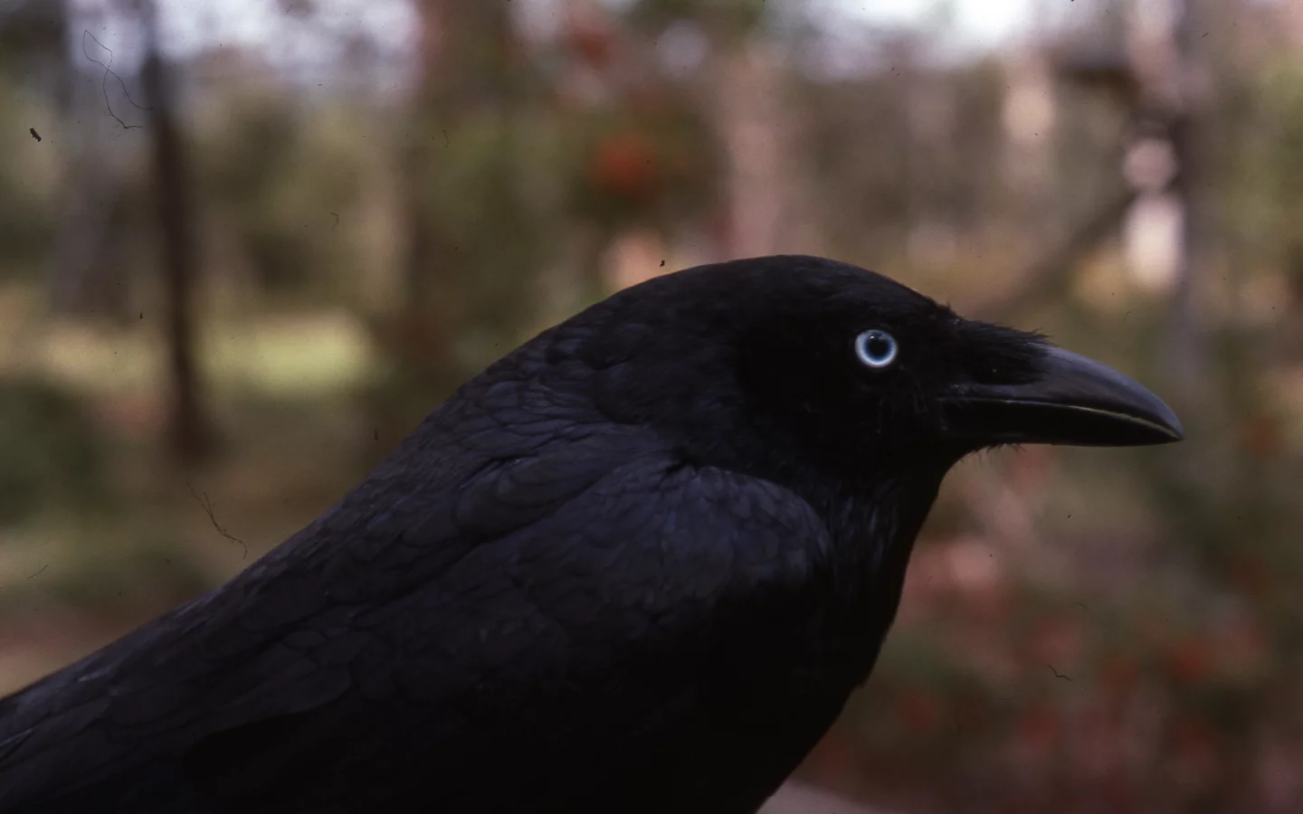 torresian crow, птицы, ворон, животные