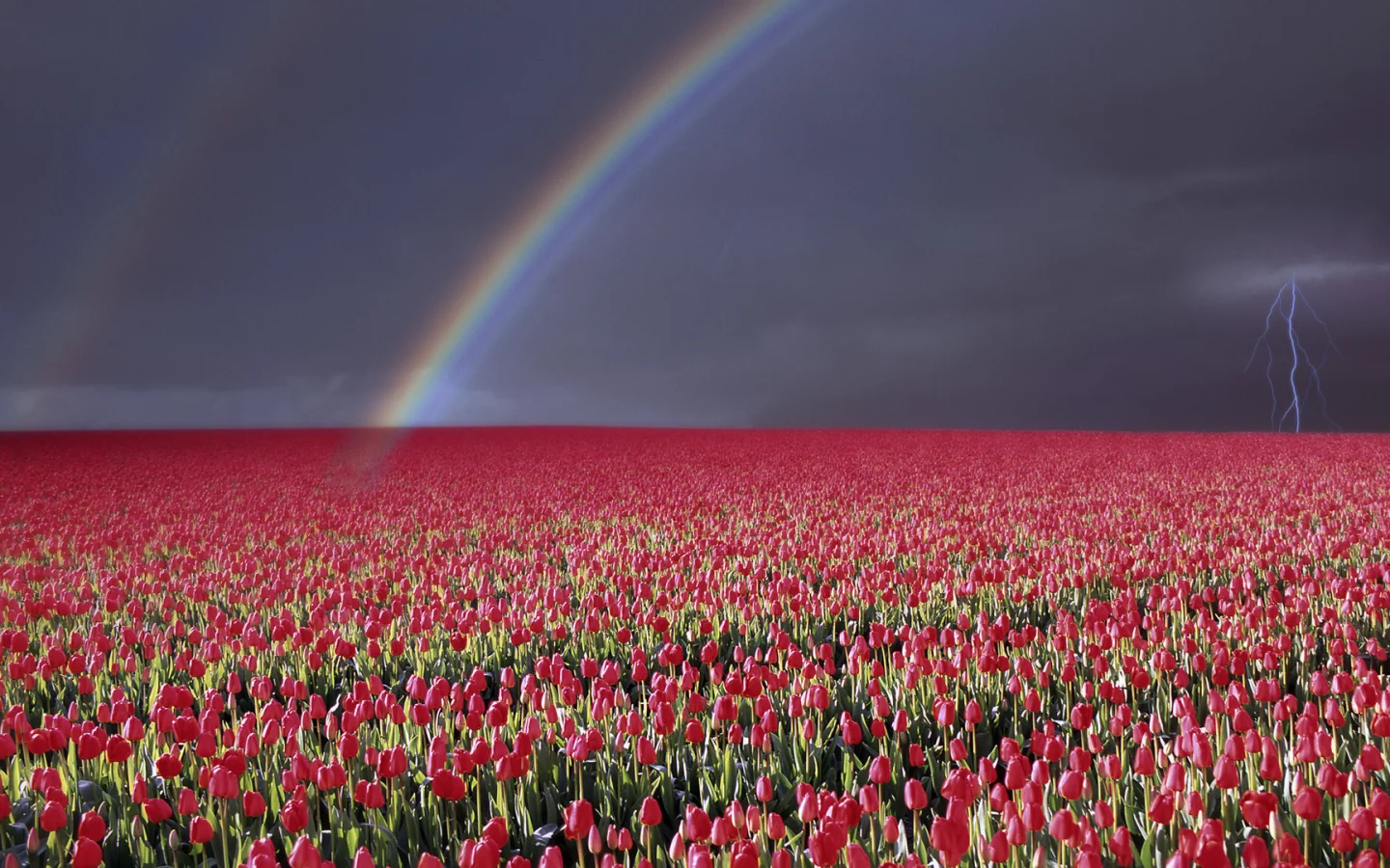 wallpapers, гроза, цветы, природа, небо, радуга, молния, пейзаж