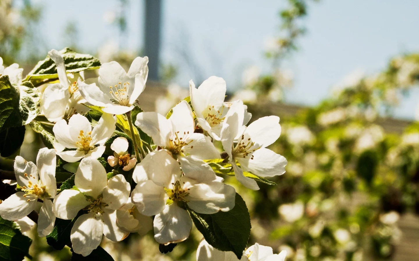 цветы, природа, лепестки, цветки, листья, flowers, растения, груша