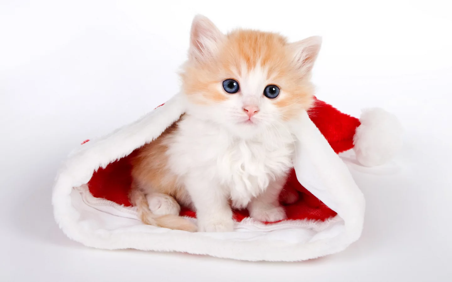 шапочка, котенок, глаза