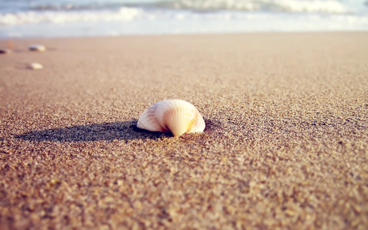 beach, тень, shell, macro, природа, 2560x1600, вода, ракушка, sea, солнце, sunlight, макро, море, sand, пляж, песок, water, nature, shadow, свет