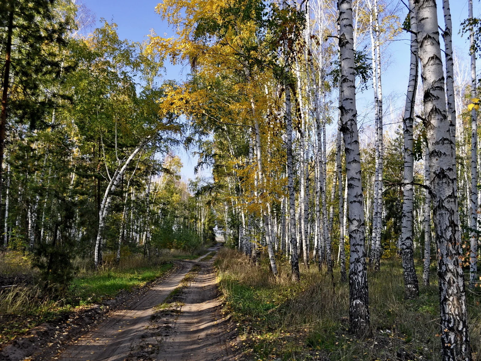 берёзы, дорога, лес