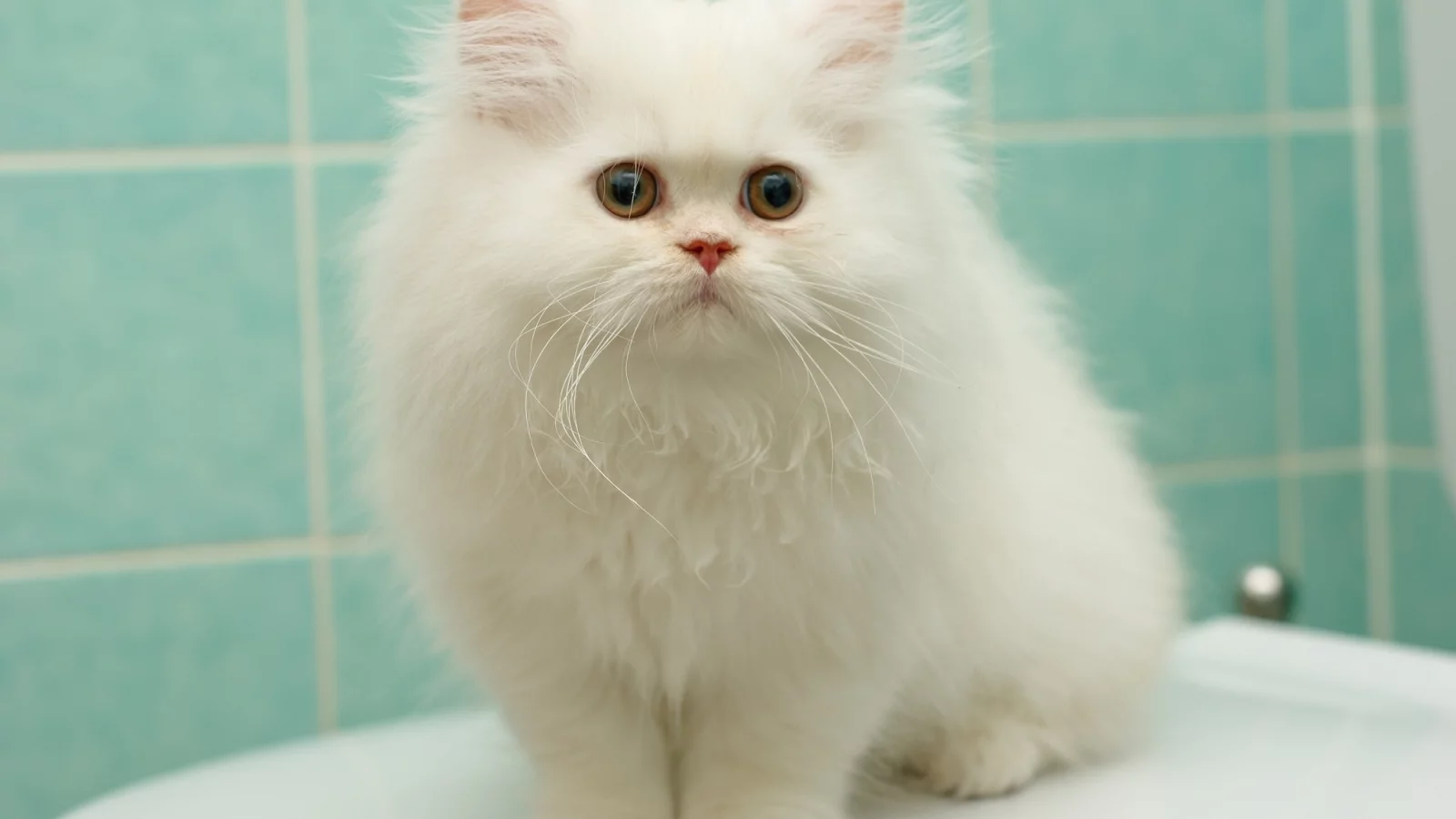 котёнок, белый, пушистый, перс