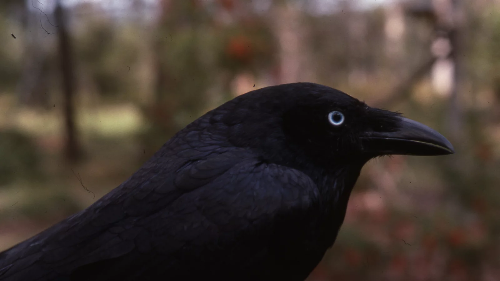 torresian crow, птицы, ворон, животные