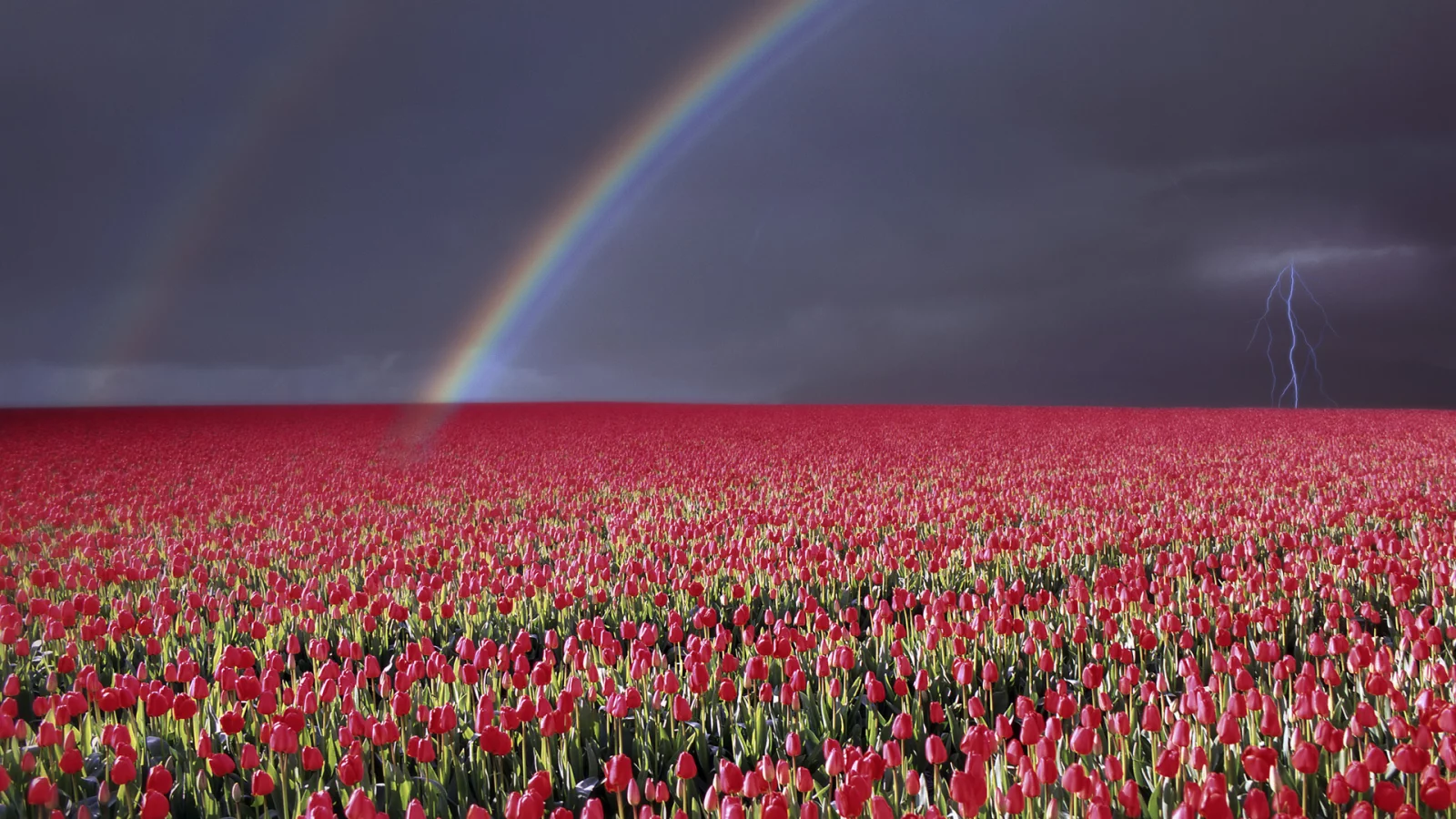 wallpapers, гроза, цветы, природа, небо, радуга, молния, пейзаж