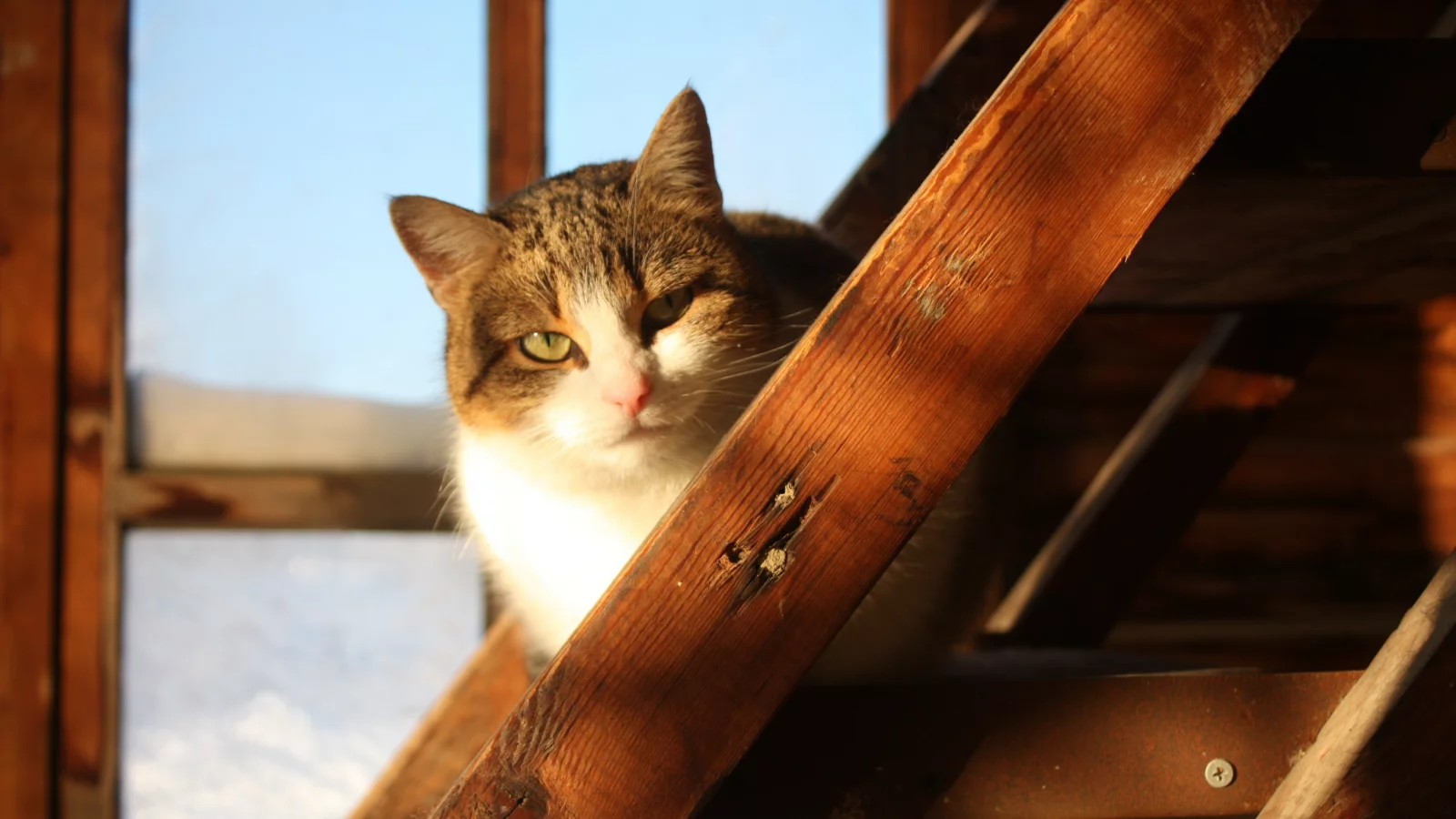 дом, деревня, кошка