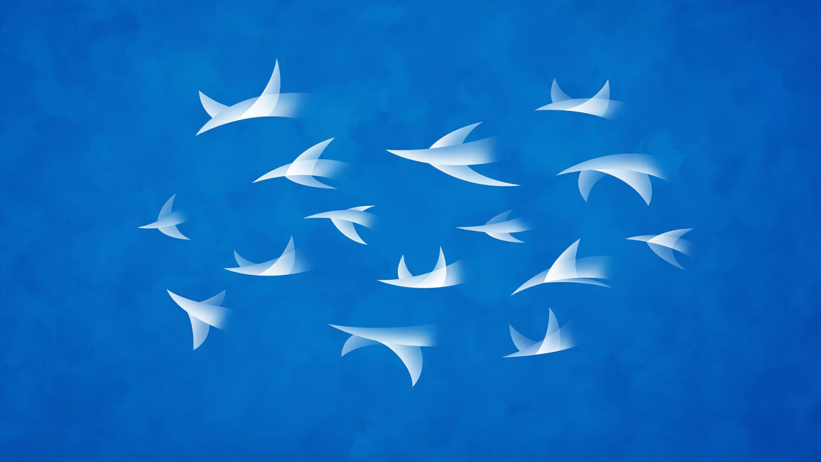 владстудио, небо, flock, полет