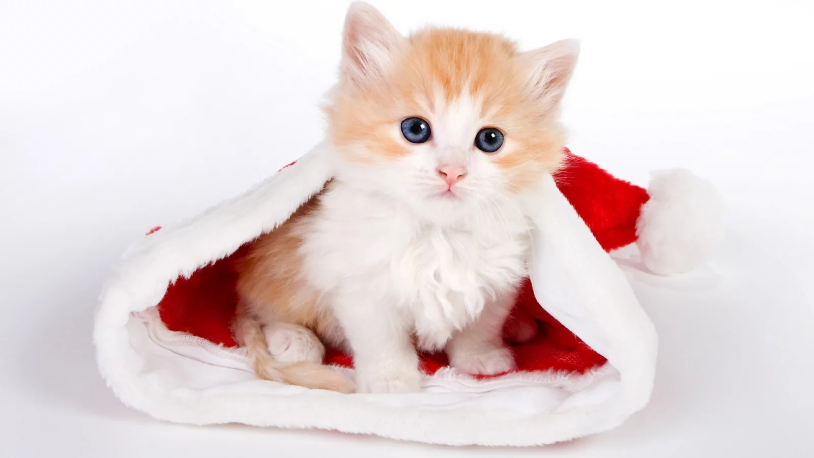 шапочка, котенок, глаза