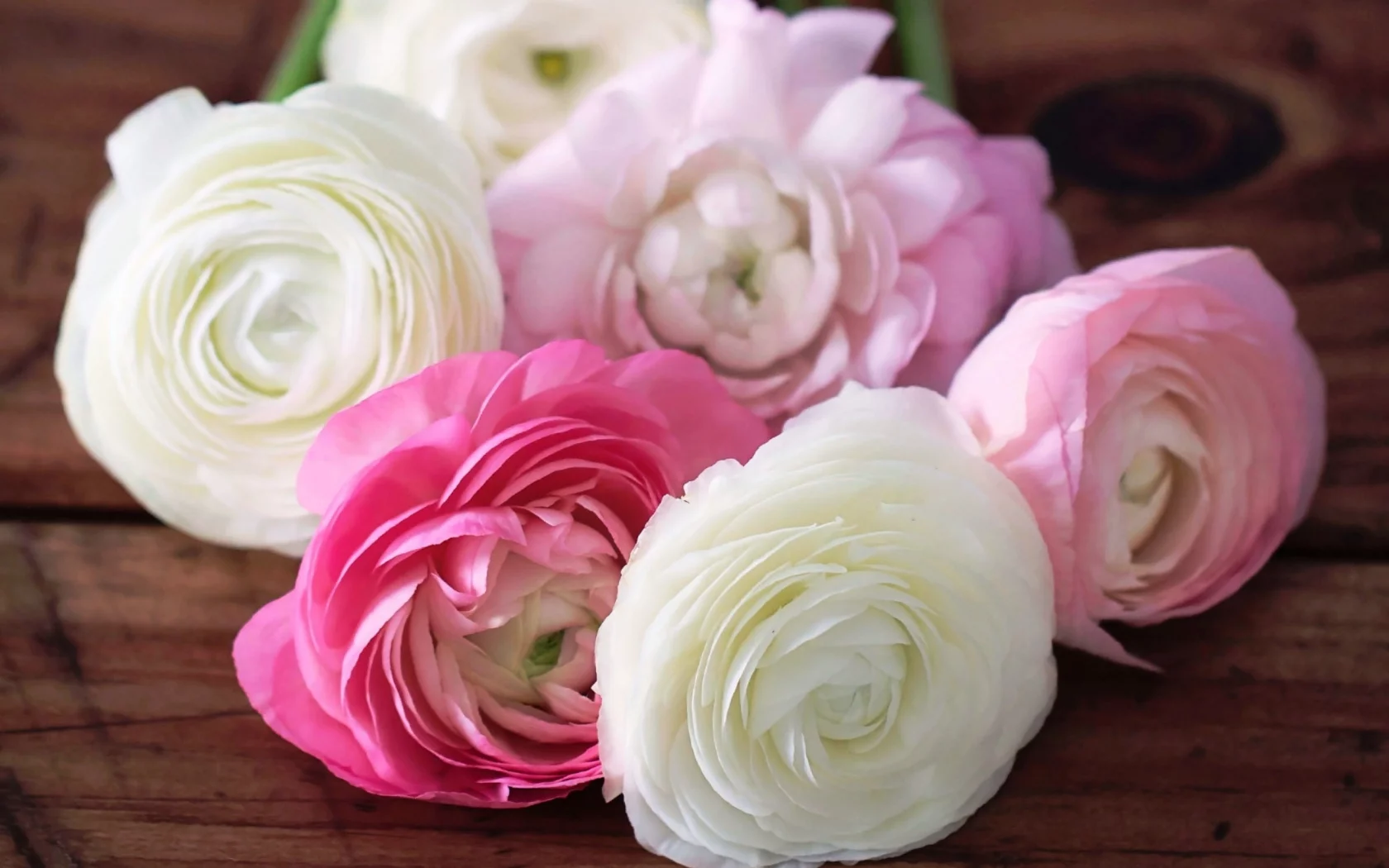 ranunculus, лепестки, цветы, белые, бутоны, розовые, лютики
