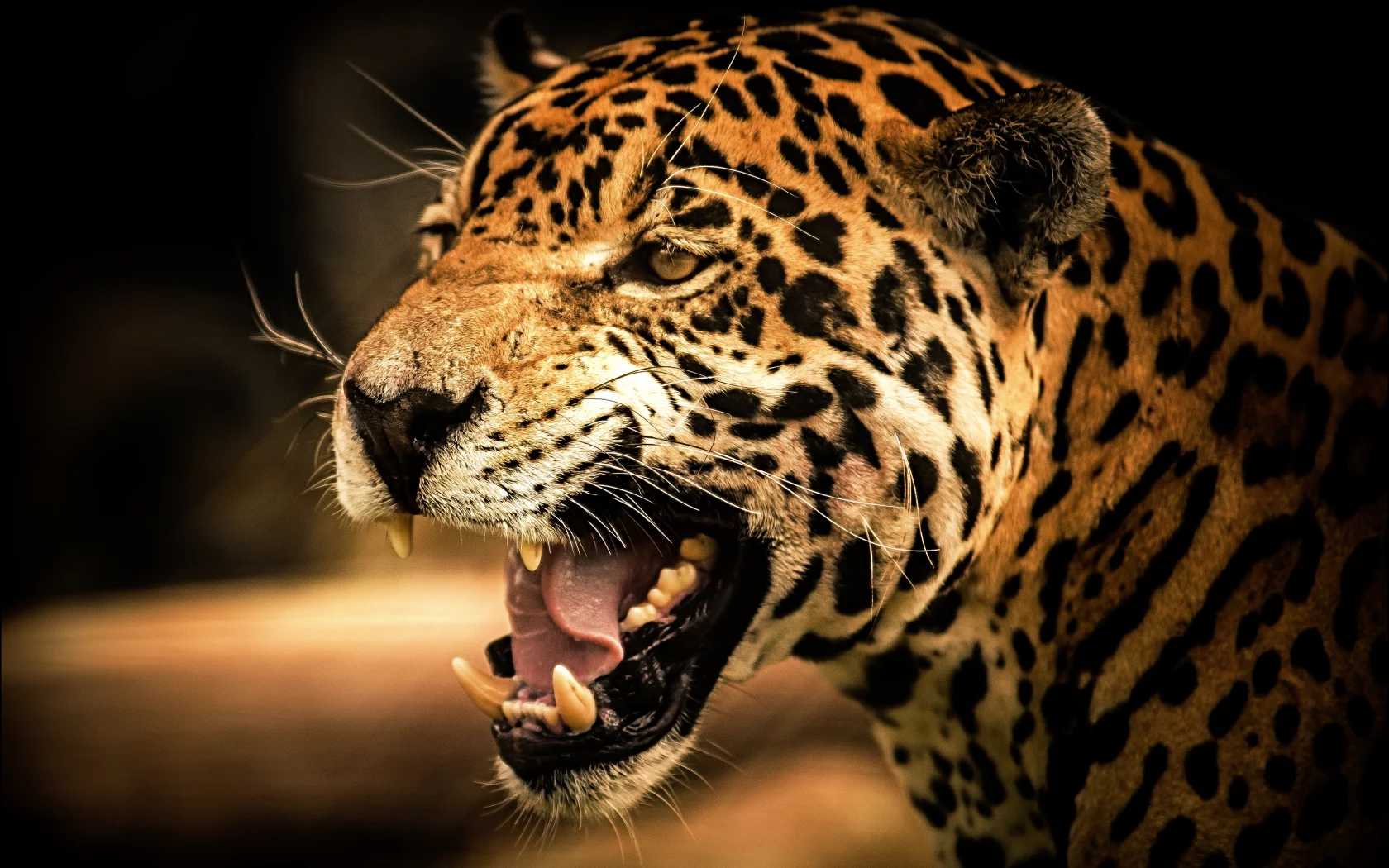 кошка, взгляд, predator, roar, view, cat, jaguar, дикая, рык, wild, ягуар