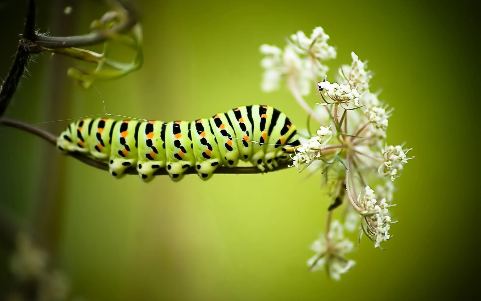 макро, гусеница, papilio machaon caterpillar, цветок