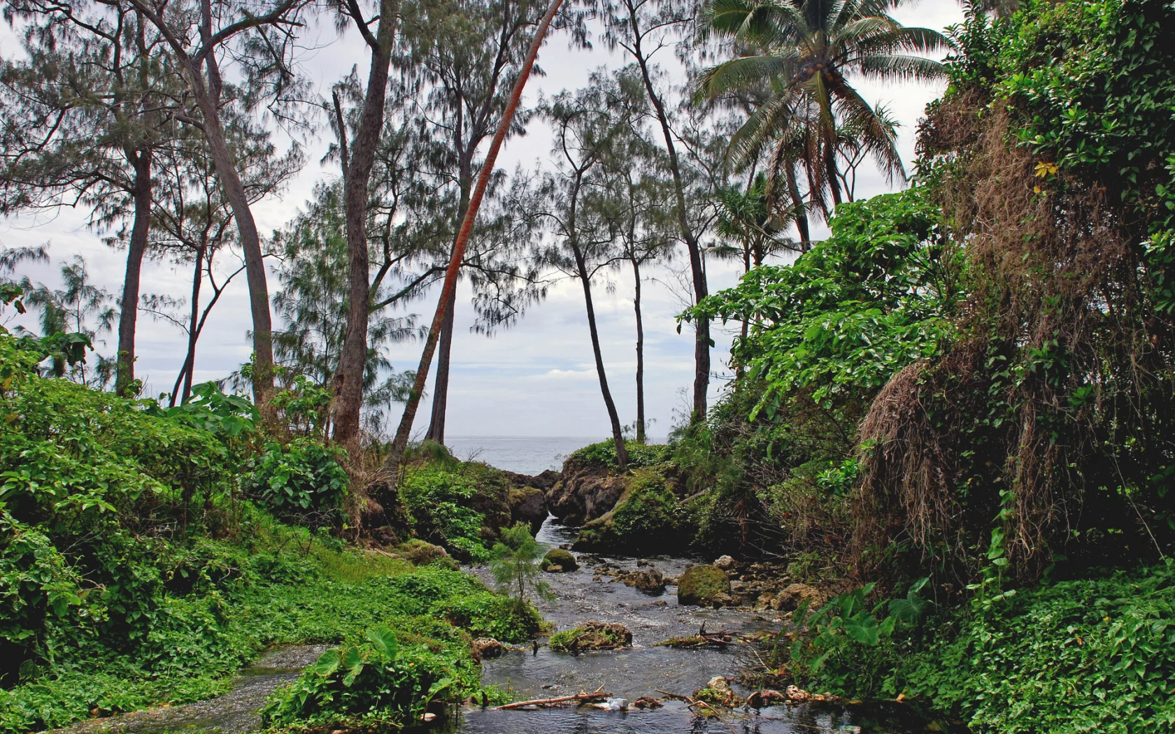 Деревья, лианы, вода