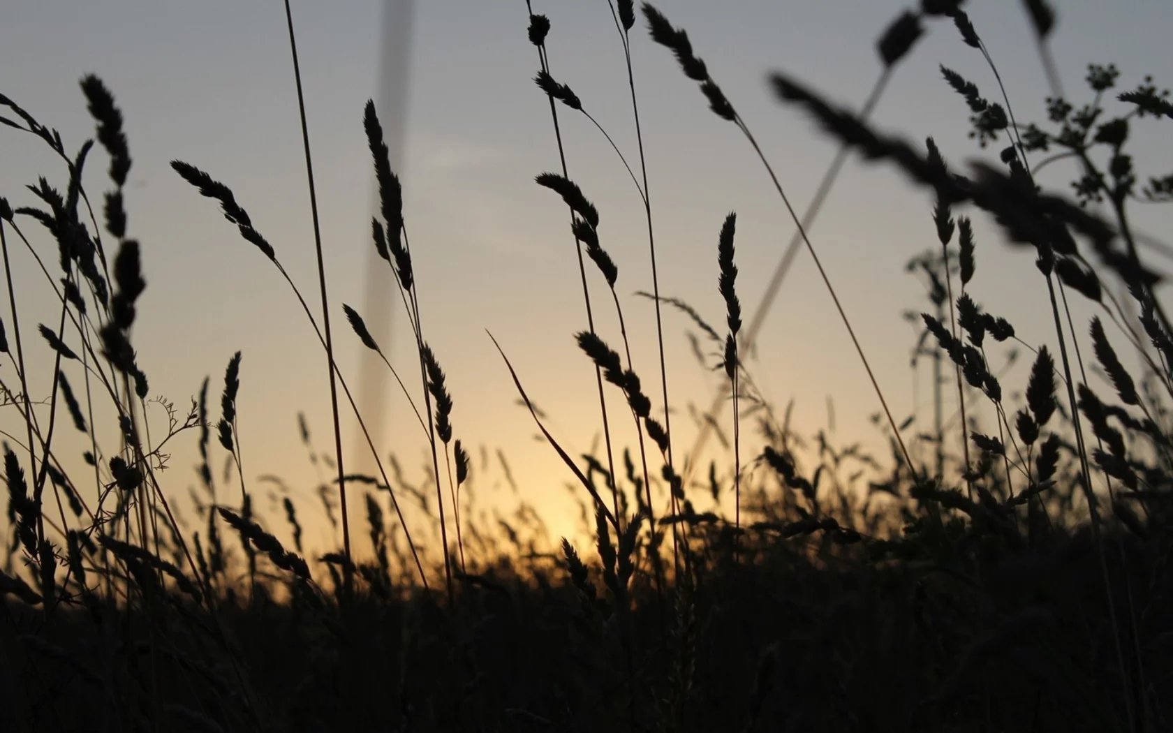 summer, поле, лето, колос, закат, растение, пейзаж, природа, поляна, макро