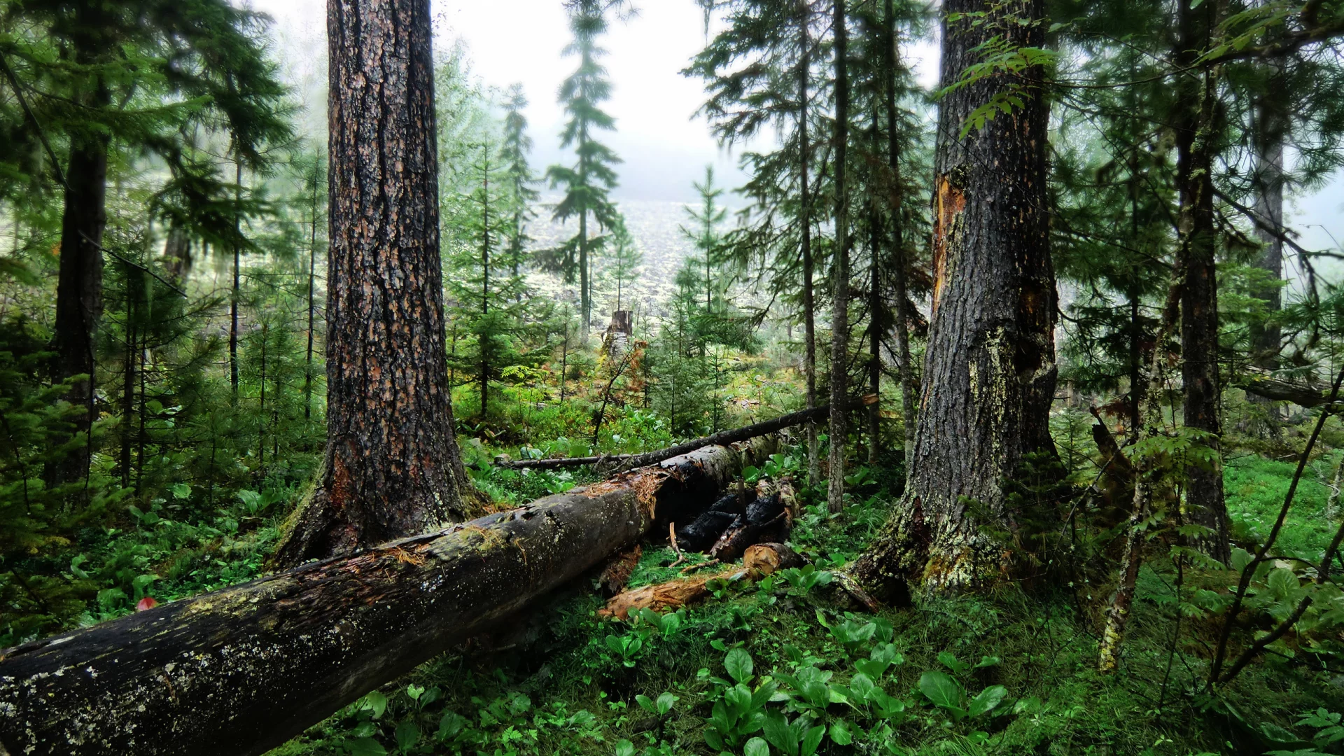 зелень, картинка, лес, природа, обои, фон, деревья, изображение, трава