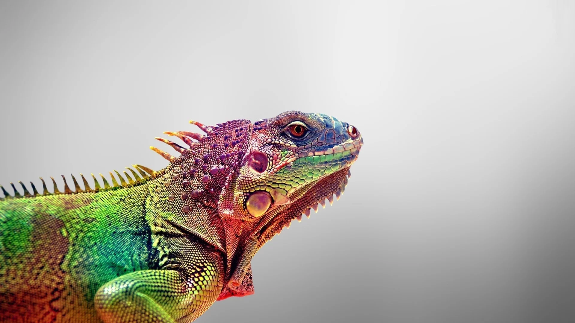игауна, iguana, animals, ящерица, цвета