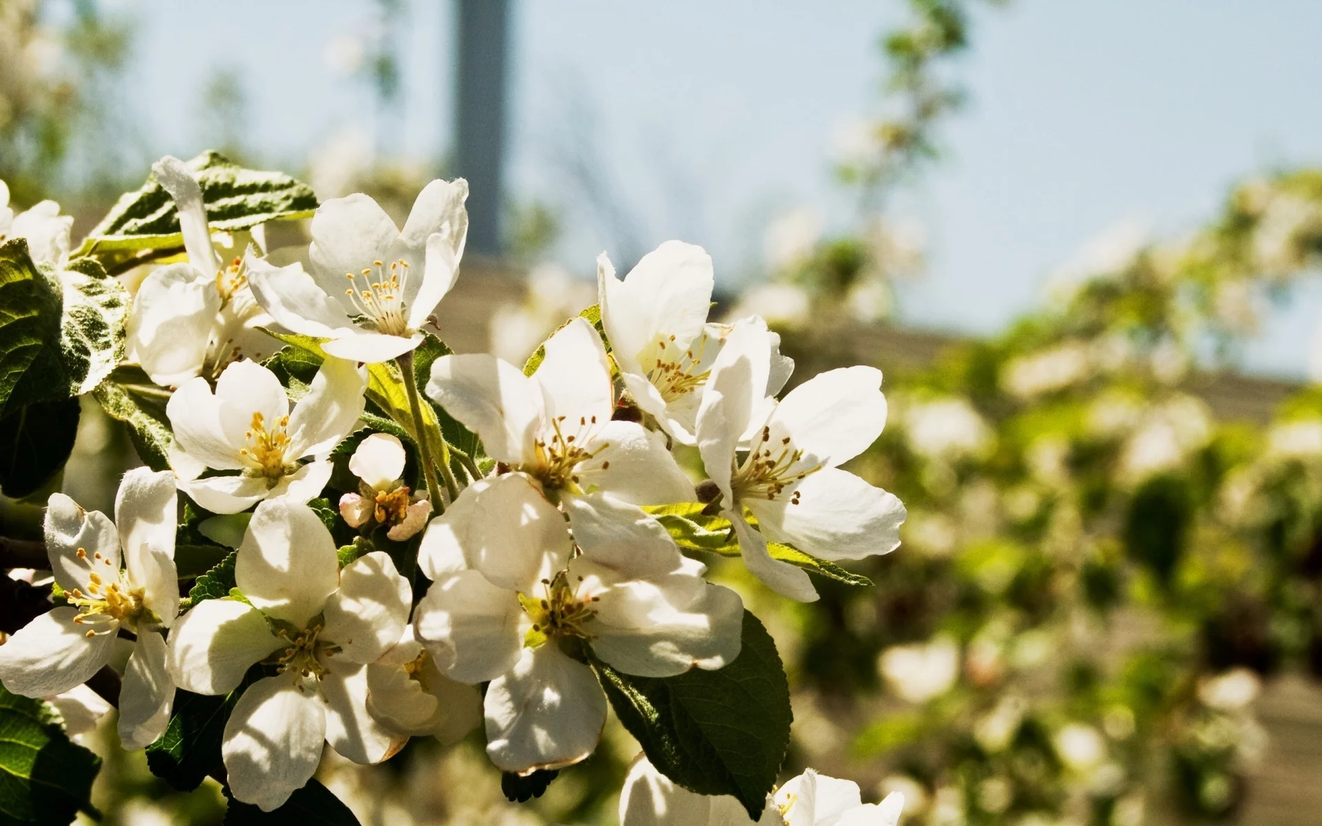 цветы, природа, лепестки, цветки, листья, flowers, растения, груша