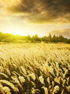 warm sunrise, пшеница, колоски, поле, рассвет, природа, золотые, небо