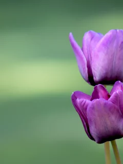 зеленое, тюльпаны, романтика, природа, любовь, цветы