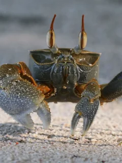 crab, песок, краб
