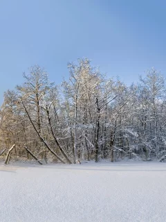 снег, зима, пейзаж