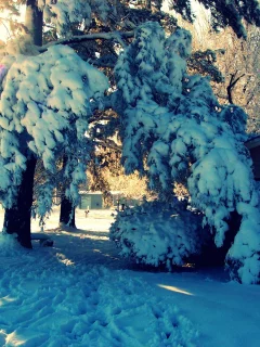 зима, природа, деревья, дом, снег, двор, сугробы, nature, пейзаж, лучи