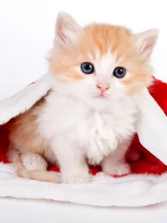 шапочка, котенок, глаза