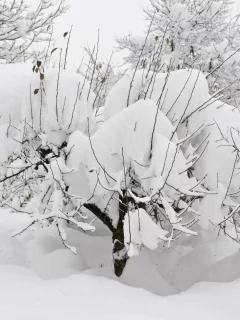 снег, зима, куст