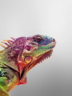игауна, iguana, animals, ящерица, цвета