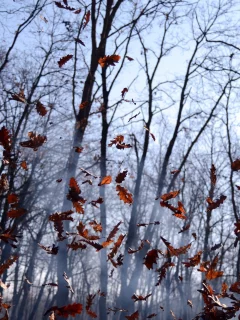 листья, природа, деревья, осень, лес, ветки