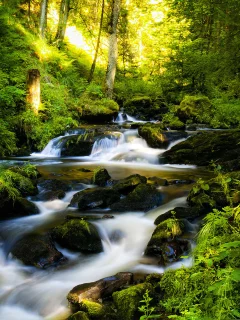 деревья, река, лес, камни