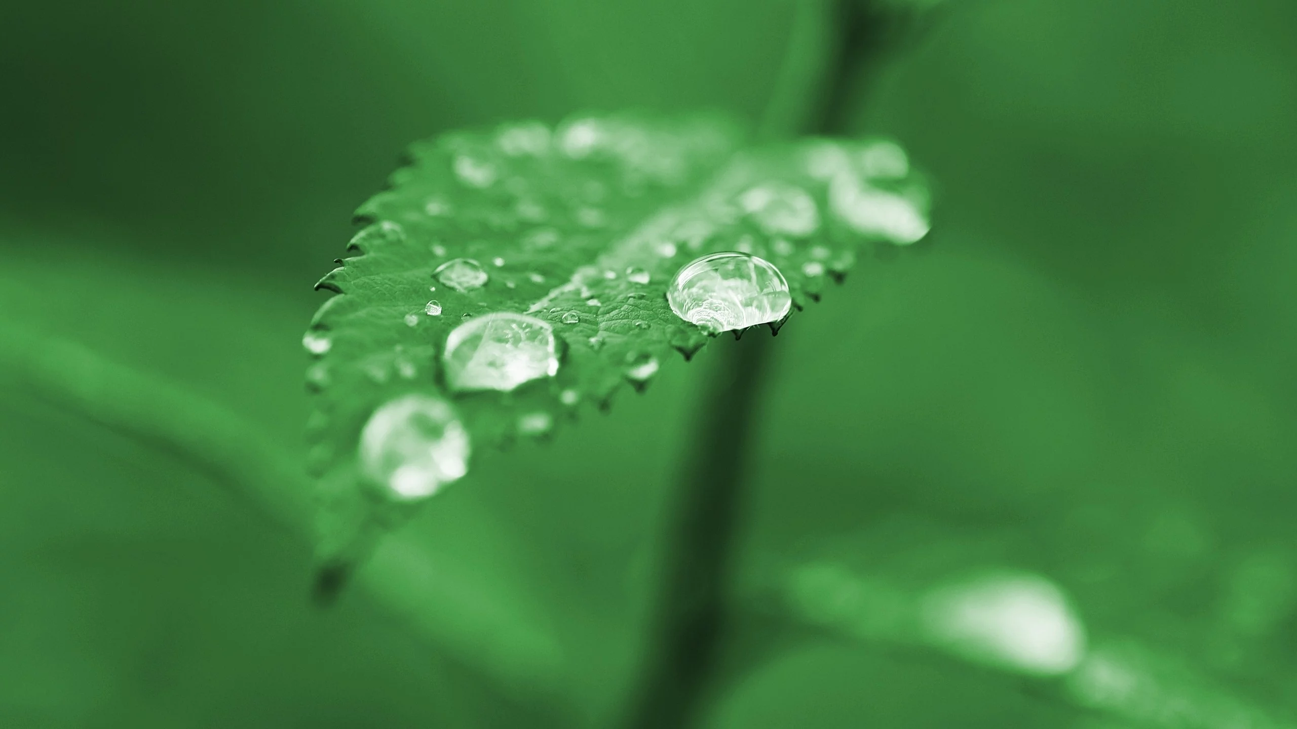 дождь, листок, зелень, лист, зеленый, макро, green, капли