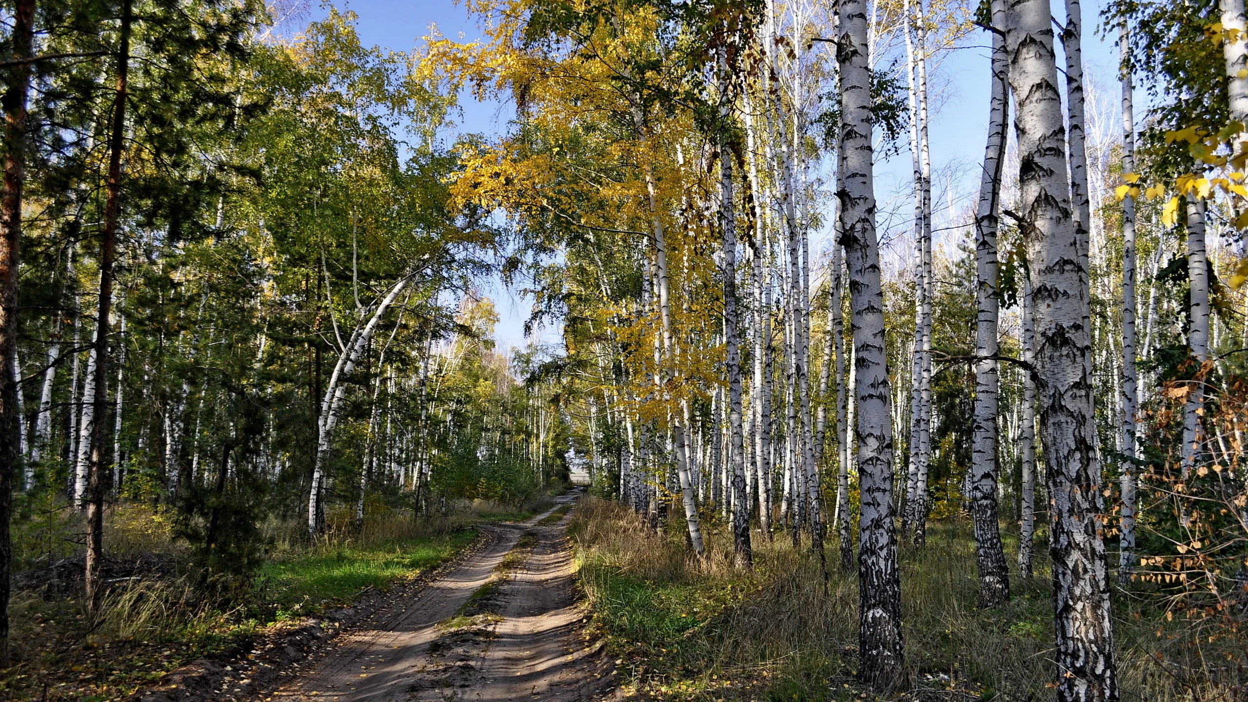 берёзы, дорога, лес