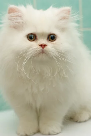 котёнок, белый, пушистый, перс