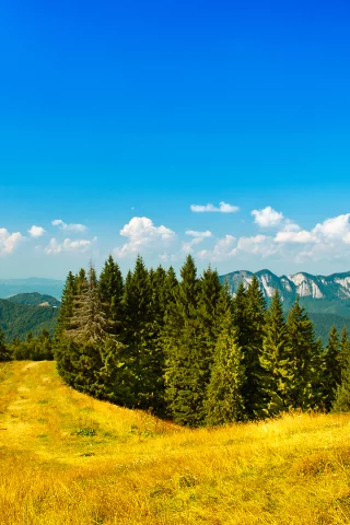 sky, пейзаж, trees, landscape, деревья, 1920x1080, зелень, облака, nature, трава, небо, mountains, greenery, лес, clouds, природа, grass, горы, forest