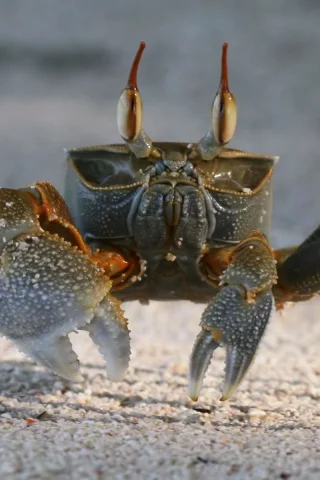 crab, песок, краб