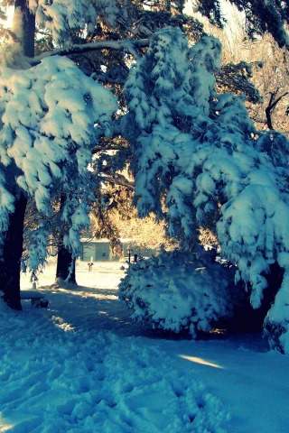 зима, природа, деревья, дом, снег, двор, сугробы, nature, пейзаж, лучи