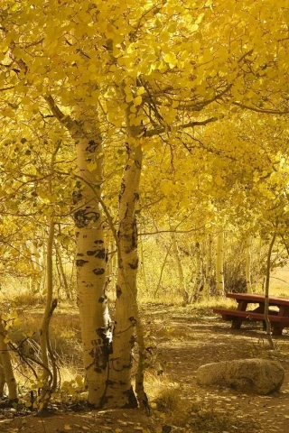 жёлтая, лесок, берёзовый, камни, залитый солнцем, листва, осень