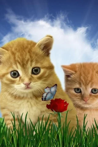 котята, животные, домашние животные