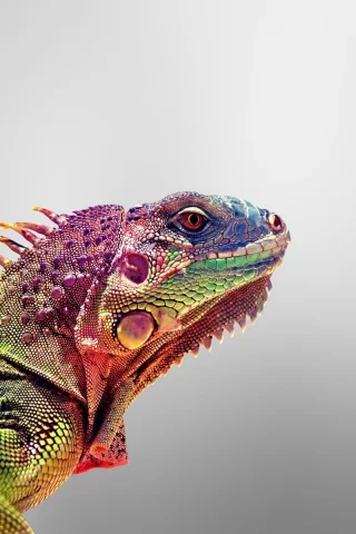 игауна, iguana, animals, ящерица, цвета