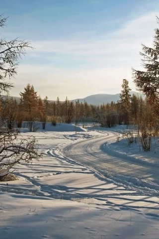 дорога, деревья, зима