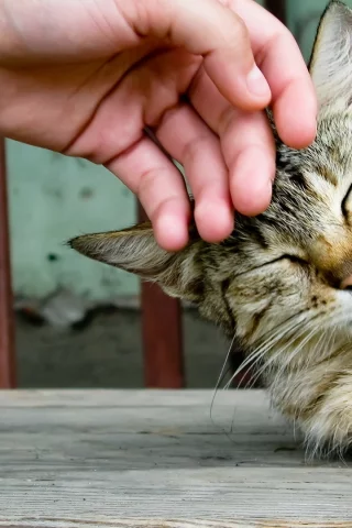 обои, ласка, кошка