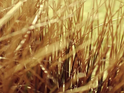 трава, желтая, grass, yellow, макро, macro, сухая
