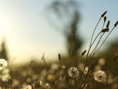 одуванчики, фон, обои, wallpapers, растения, поляна, природа