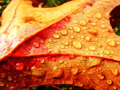 капли, лист, осень, colorful leaf and drops