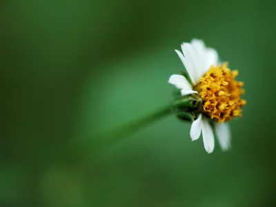 белый, фон, жёлтая, середина, зелень, цветок
